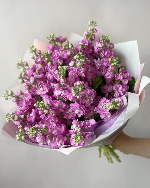 A charming bunch of fresh pink stock (mathiola) beautifully wrapped in soft pastel paper. Known for their delicate ruffled petals and sweet fragrance, these blooms create a graceful and elegant look. A lovely choice for thoughtful gifts or adding a soft floral touch to any moment. 🌸


